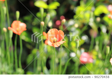 橙色長果小雞（Papaver dubium） 90270438