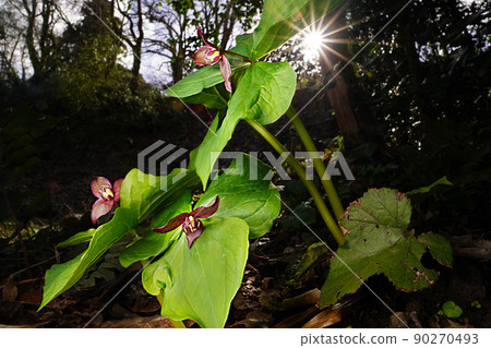Trillium sunlight Trillium sunlight 90270493