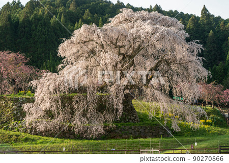 Nara Uda City Matabei Zakura Ippon Sakura 90270866