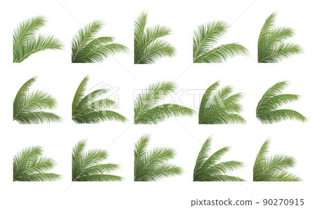 palm branch, coconut leaf, tropical plant palm branch, coconut leaf, tropical plant 90270915