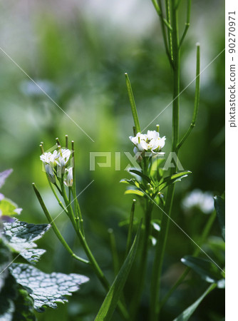 Hairy bittercress that blooms quietly surrounded by grass and the sun shines on the top _ Sunny vertical 1 Hairy bittercress that blooms quietly surrounded by grass and the sun shines on the top _ Sunny vertical 1 90270971