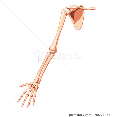 Upper limb Arm with Shoulder girdle Skeleton Human front view. Set of Anatomically correct realistic flat natural color 90271034