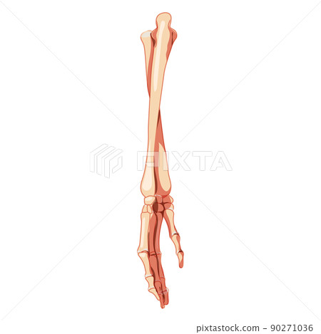 Forearms Skeleton Human back Posterior dorsal view. 3D ulna, radius, hand, carpals, wrist, metacarpals, phalanges 90271036