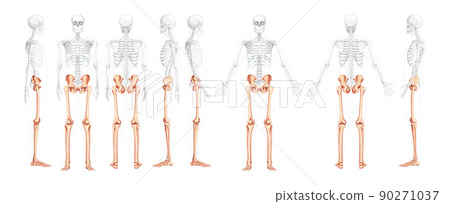 Set of lower limbs Human Pelvis with legs, Thighs Feet, ankle Skeleton front back side view with partly transparent body 90271037