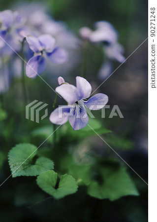 陰天,鮮花盛開時的紫丁香_垂直 1 陰天,鮮花盛開時的紫丁香_垂直 1 90271248