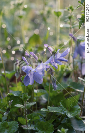 Viola grypocera _vertical 1 太陽在日出後立即照耀，光線透過 90271249