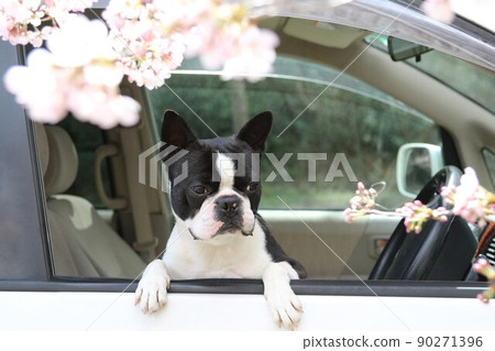 愛開車的萌犬Mighty正從車窗望著盛開的櫻花♡ 愛開車的萌犬Mighty正從車窗望著盛開的櫻花♡ 90271396