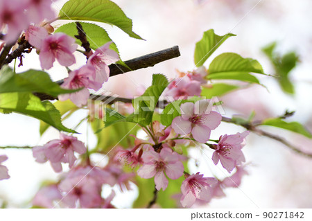 Cherry tree in full bloom Cherry tree in full bloom 90271842