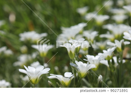 田間繁縷花 田間繁縷花 90271891