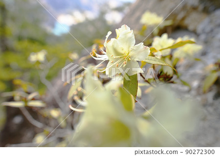 Hikagetsuji that blooms in the shade of rocky mountains 90272300