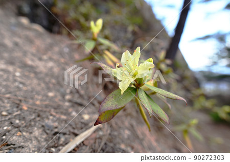 Hikagetsuji that blooms in the shade of rocky mountains Hikagetsuji that blooms in the shade of rocky mountains 90272303
