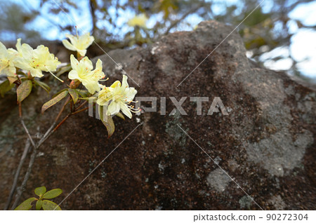 Hikagetsuji that blooms in the shade of rocky mountains Hikagetsuji that blooms in the shade of rocky mountains 90272304