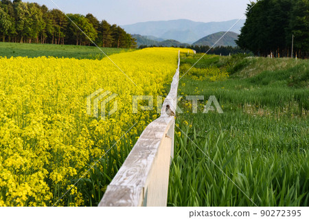 Rapeseed road continues on the green meadow of the sparrow child of Koiwai farm where landscapes, plants and rape blossoms bloom all over. Rapeseed road continues on the green meadow of the sparrow child of Koiwai farm where landscapes, plants and rape blossoms bloom all over. 90272395