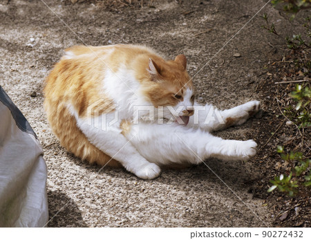 A brown-white cat that stretches both hind legs forward and bends and grooms _ sunny side 2 A brown-white cat that stretches both hind legs forward and bends and grooms _ sunny side 2 90272432