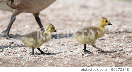 Canada goose, Branta canadensis, young 90272548