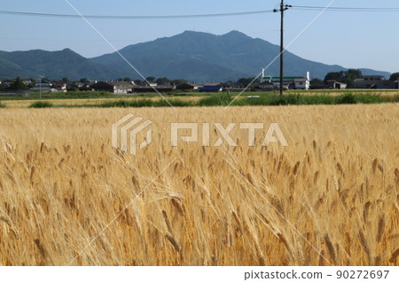 Mt. Tsukuba and wheat fields 90272697