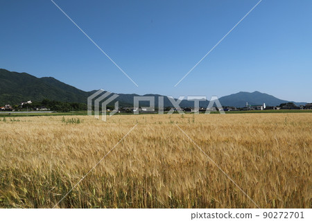 筑波山和麥田 90272701