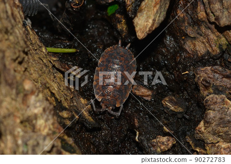 2022 05 30 Woodlouse 札幌市 90272783