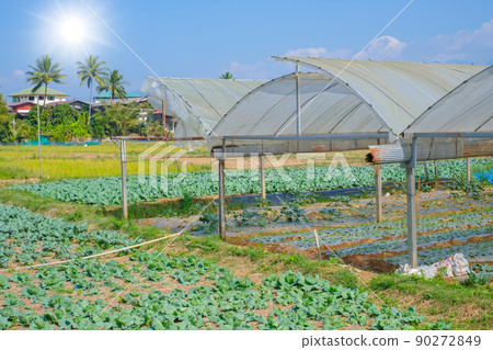 Green plant agriculture organic cabbage farm in rural countryside of Thailand Green plant agriculture organic cabbage farm in rural countryside of Thailand 90272849