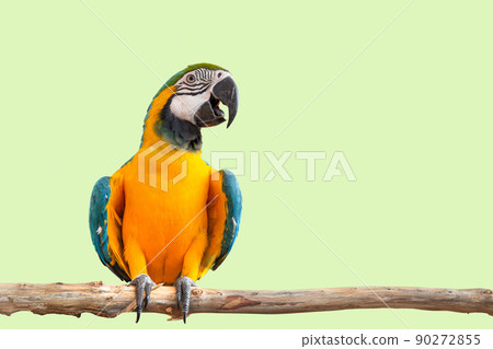 macaw parrot bird smile catch on wood tree branch colorful animal isolated with clipping path macaw parrot bird smile catch on wood tree branch colorful animal isolated with clipping path 90272855