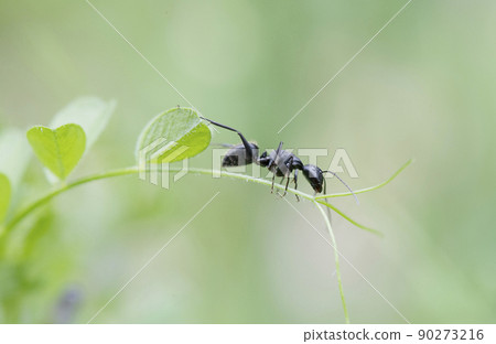 Camponotus japonicus 在野豌豆上走來走去，停在葉尖的捲須前_向陽面1 90273216