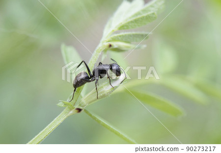 Walk around on the common vetch and touch it with the antenna to check the buds. 90273217