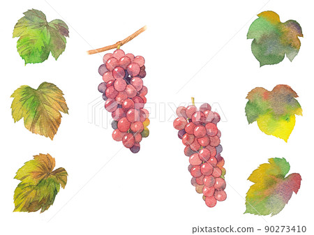 Grape and leaves 2 Grape and leaves 2 90273410