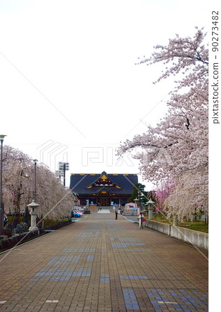 Sakura in full bloom Sakura Gokoku Shrine Yamagata Prefecture Sakura in full bloom Sakura Gokoku Shrine Yamagata Prefecture 90273482