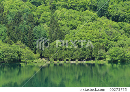 五月的湖水染上了鮮綠 90273755