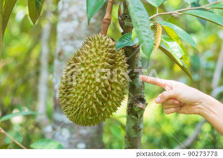 Fresh Durian hanging on tree in garden background, king of fruit Thailand. Famous Southeast food and Asian Exotic tropical Fruit concept 90273778