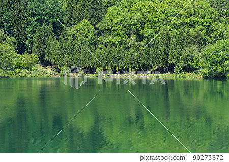 五月的湖水染上了鮮綠 五月的湖水染上了鮮綠 90273872