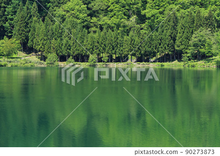五月的湖水染上了鮮綠 90273873