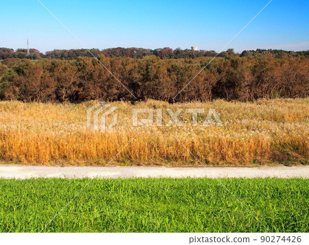 Withered Ogiwara and forest scenery of the Edogawa riverbed seen from the autumn bank Withered Ogiwara and forest scenery of the Edogawa riverbed seen from the autumn bank 90274426
