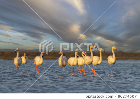 Flamingo in Parc Naturel regional de Camargue, Provence, France Flamingo in Parc Naturel regional de Camargue, Provence, France 90274507