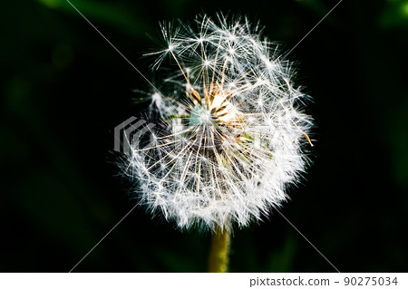 Landscape, nature, plants Dandelion fluff Dandelions are useful plants called herbs, not weeds 90275034