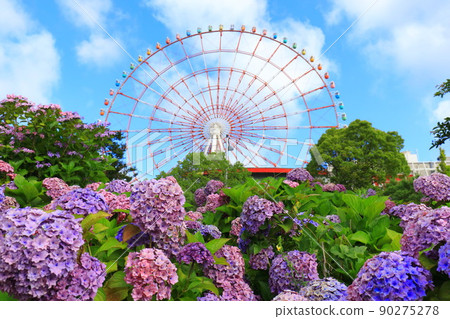 Hydrangea and ferris wheel in Odaiba 90275278