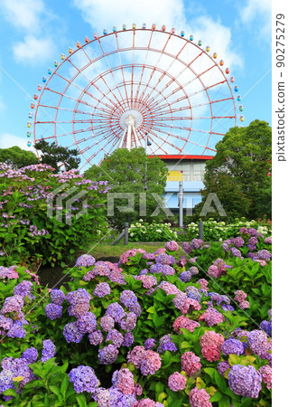 Hydrangea and ferris wheel in Odaiba 90275279