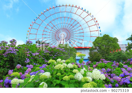 Hydrangea and ferris wheel in Odaiba 90275319