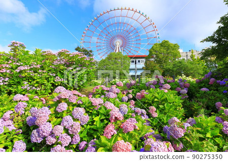 Hydrangea and ferris wheel in Odaiba Hydrangea and ferris wheel in Odaiba 90275350