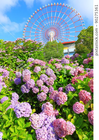 Hydrangea and ferris wheel in Odaiba Hydrangea and ferris wheel in Odaiba 90275361
