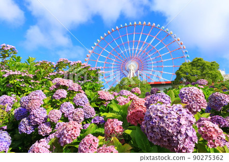 Hydrangea and ferris wheel in Odaiba Hydrangea and ferris wheel in Odaiba 90275362