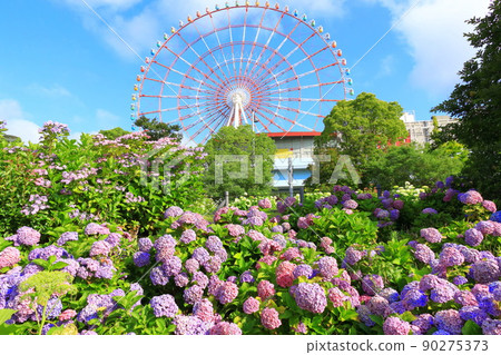 Hydrangea and ferris wheel in Odaiba 90275373