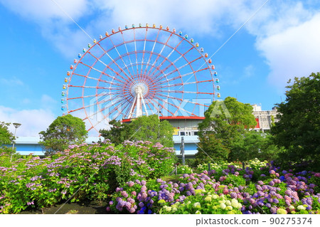 Hydrangea and ferris wheel in Odaiba 90275374