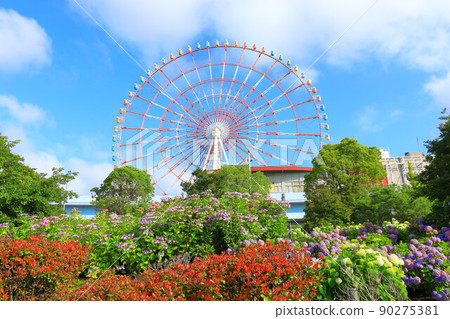 Hydrangea and ferris wheel in Odaiba 90275381