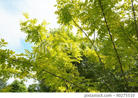 The fresh green of honey locust is dazzling The fresh green of honey locust is dazzling 90275510