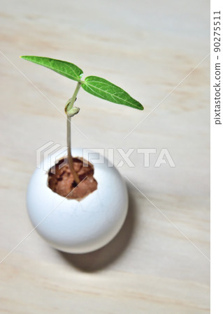 Germination 90275511