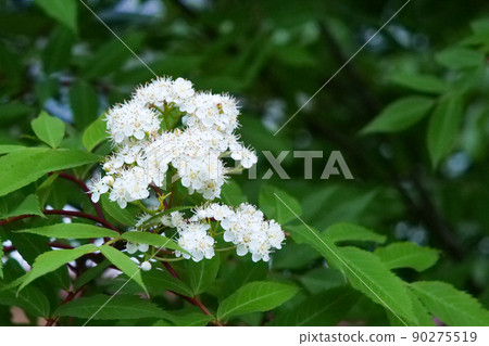 植物，花楸的白玫瑰家族花 90275519