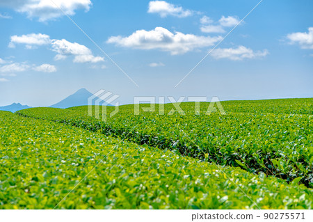 Chiran tea plantation and Kaimondake 90275571