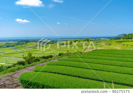 Scenery of the tea plantation of Chiran tea seen from the tea hill Scenery of the tea plantation of Chiran tea seen from the tea hill 90275575