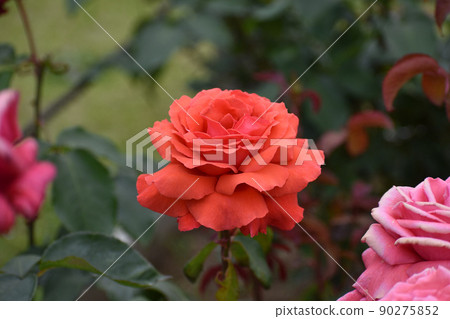 Dark orange spring roses 90275852